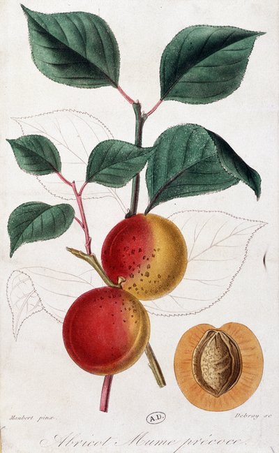 Aprikos - botanisk tavla av Unknown artist