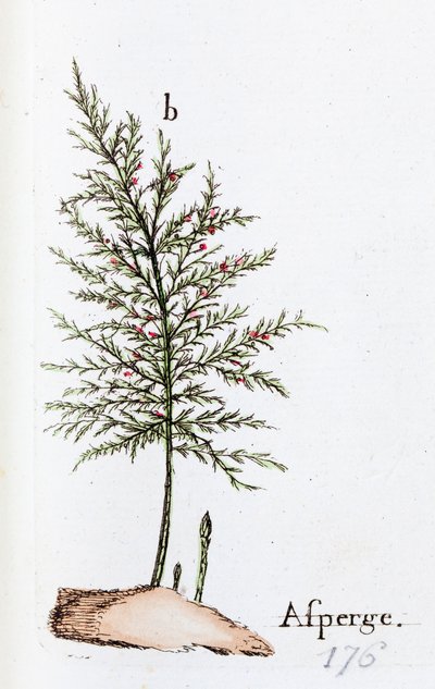 Sparris av Unknown artist