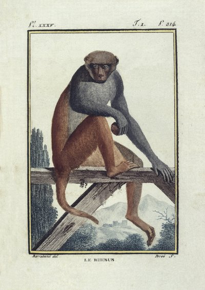 BUFON, Georges-Louis Leclerc, greve av (1707-1788). Rhesusapor (rhesus). Illustration av "Histoire naturelle, generale et particular" av Unknown artist