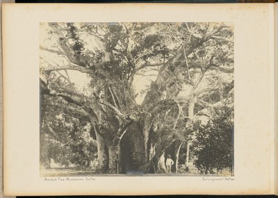 Baobabträd. Mombassa. av Unknown artist