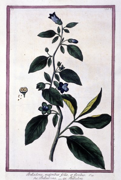 Belladonna, blommor och bär. Giftig växt som används i medicin. Gravyr efter ett 1800-talsherbarium. av Unknown artist