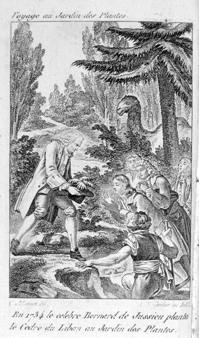 Bernard de Jussieu, fransk botaniker (1699-1777) planterar en ceder från Libanon i växternas trädgård i Paris av Unknown artist
