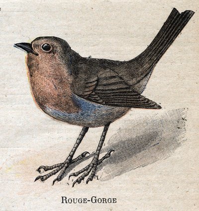 Fåglar användbara för jordbruk: Röd - Hals av Unknown artist