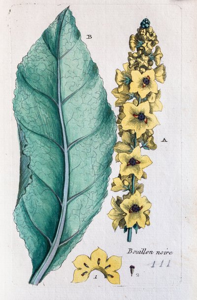 Black mullein av Unknown artist