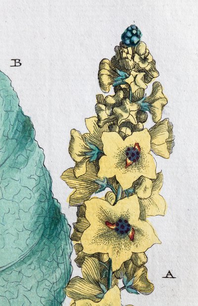 Black mullein av Unknown artist