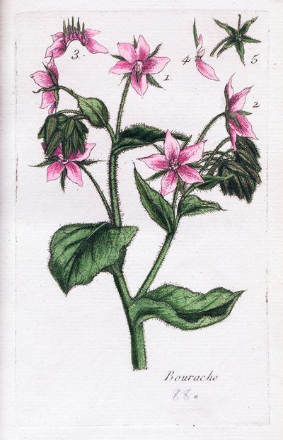 Borage av Unknown artist