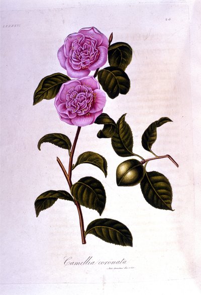 Botanisk styrelse: Camelia. 1800-talsgravyr av Unknown artist