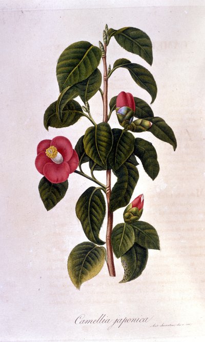 Botanisk styrelse: Camelia från Japan. 1800-talsgravyr av Unknown artist