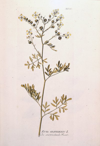 Botanisk styrelse: rue officinale (Ruta graveolens). I "Icons of Medicinal Plants" av J.J.Plenck, Wien, Österrike av Unknown artist