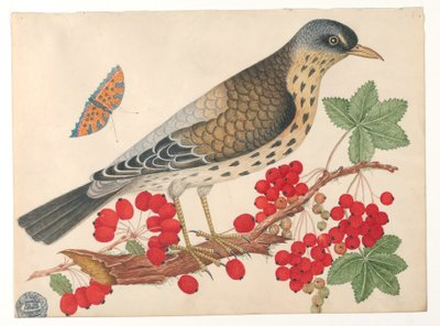Brun fågel på gren med persimmons och en fjäril av Unknown artist