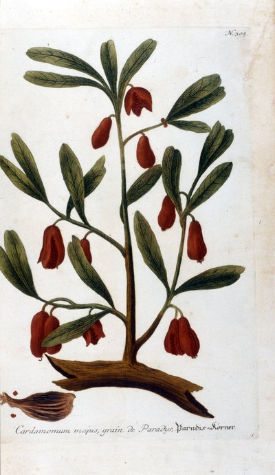 Kardemumma. 1700-talsgravyr. av Unknown artist