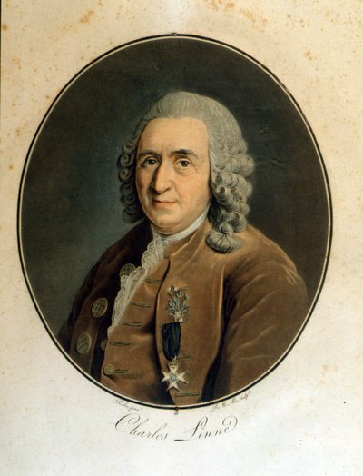 Carl Von Linné svensk naturforskare och författare (1707 - 1778) av Unknown artist