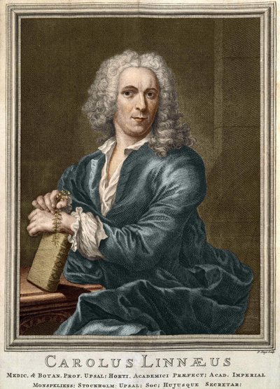 Carl Von Linné svensk naturforskare och författare (1707 - 1778) av Unknown artist