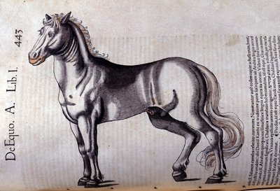 Cheval. i Historia Animalium av Conrad Gesner (1516 - 1565), Tiguri av Unknown artist