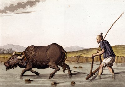 Kina, plöjer risgrödor med nötkött - i "" Den gamla och moderna kostymen"" av Jules Ferrario av Unknown artist