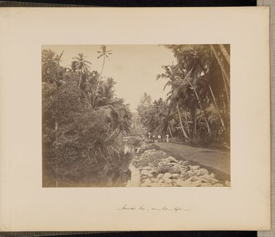 Kakaonötslund nära Galle, Ceylon av Unknown artist