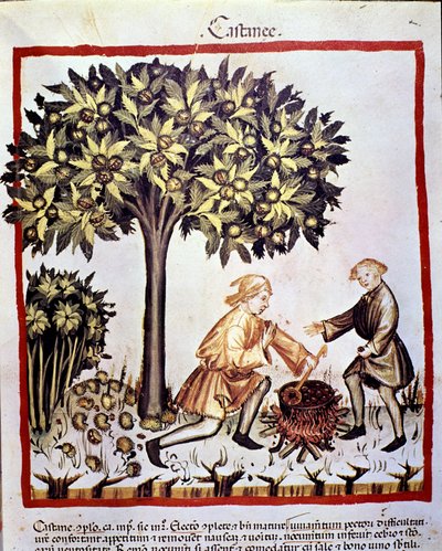 Samling och beredning av kastanjer på hösten. Belysning från mjölkning av medicin och diet "" Tacuinum sanitatis"" av Unknown artist