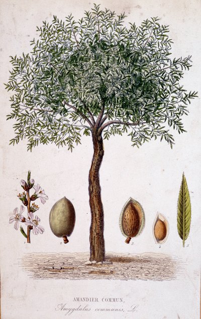 Vanligt mandelträd - botanisk tavla av Unknown artist