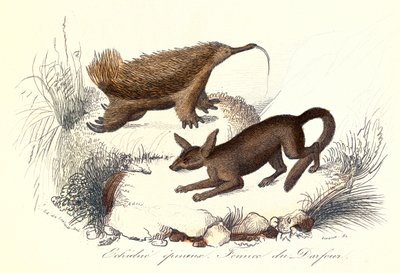 "Buffons samlade verk: Husdjur: Den taggiga echidnan och fenneken från Derfour (gravyr) av Unknown artist