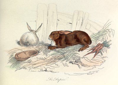 "Completes de Buffon" med Linneenes nomenklatur och Cuviers klassificering: Djur: Le rabbit (gravyr) av Unknown artist
