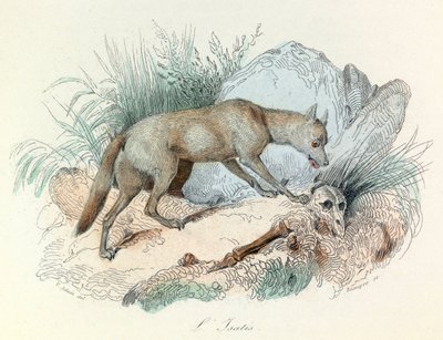 "Completes de Buffon" med Linneenes nomenklatur och Cuviers klassificering: Djur: Le fox arctic (gravyr) av Unknown artist