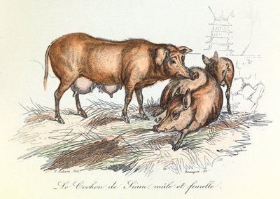 "Completes de Buffon" med Linneenes nomenklatur och Cuviers klassificering: Djur: Le pig de Siam (gravyr) av Unknown artist