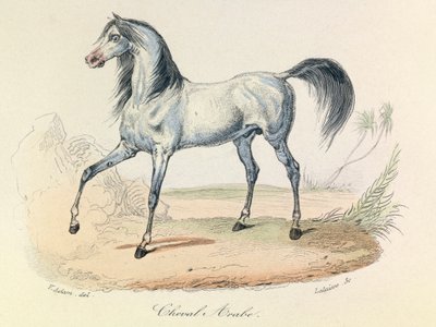 "Completes de Buffon" med Linneenes nomenklatur och Cuviers klassificering: Les animaux: Cheval Arabe (gravyr) av Unknown artist