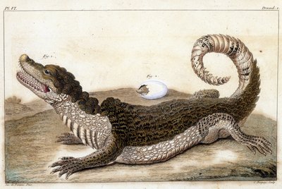 Crocodile of Surinam (Cayman) - i "" Vad är mer intressant och nyfiken bland djur och mineraler för att tjäna som intelligens till den allmänna historien om de tre naturens regeringar"" av Buchoz, sent 18th S.¿ av Unknown artist