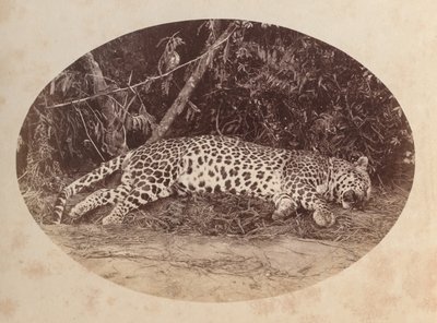 Död leopard av Unknown artist