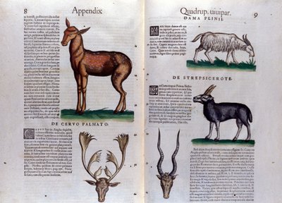 Rådjur och antilop - i Historia Animalium av Conrad Gesner (1516 - 1565), Tiguri av Unknown artist