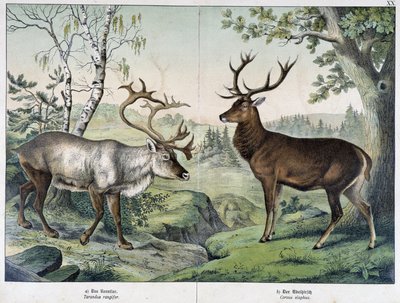 Deers - i "Natural History of Mammals", red. Schreiber av Unknown artist
