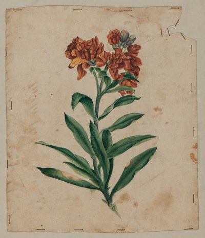 Designritning, tidigt 1700-tal av Unknown artist