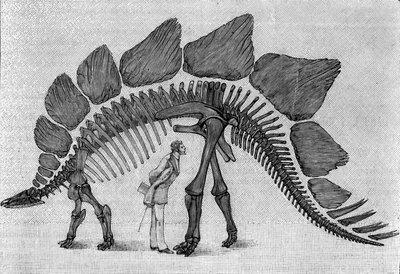 Dinosaurieskelett: "" Stegosaurus ungulatus"", mars. Upper Jurassic of the Rocky Mountains. Reproduktion av teckningen meddelad av Mr. March till Albert Gaudry vid Institutet. Gravyr i "" La Nature: revue des sciences et de leurs applications aux av Unknown artist