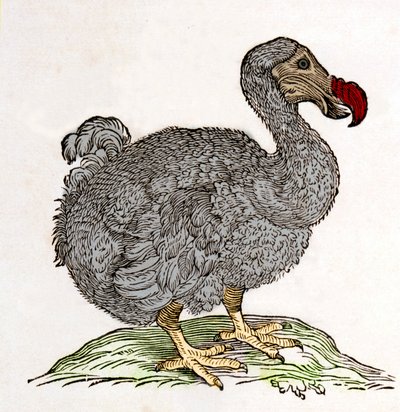 Dodo eller Dronte. Fågel försvann - i "On both natural and medical matters in India" av William Piso, Amsterdam av Unknown artist