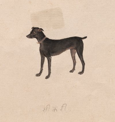 Hund av Unknown artist