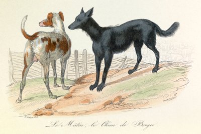 Hund och Matin, två djur som klassificerats av Linneene och Cuvier (gravyr) av Unknown artist