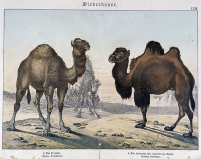 Dromedar och kamel - i "" Natural histories of mammals", red. Shreiber, München av Unknown artist