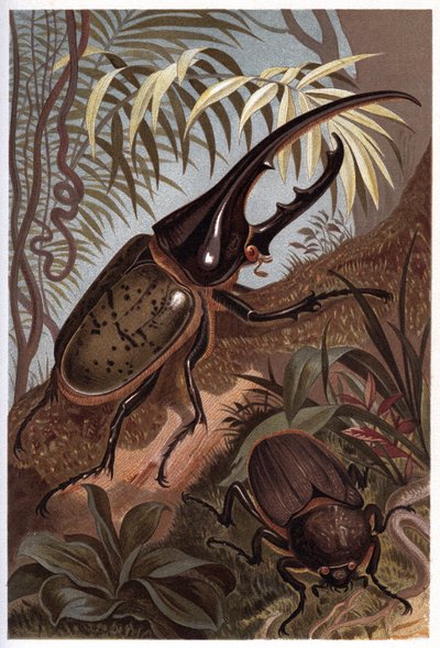 Dynastes hercules, scarabee noshörning - Herkulesbaggen av Unknown artist