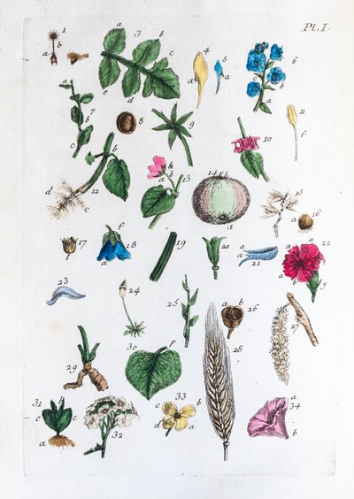 Elementär tabell över figurer och deras namn i Flora Parisiensis av Unknown artist