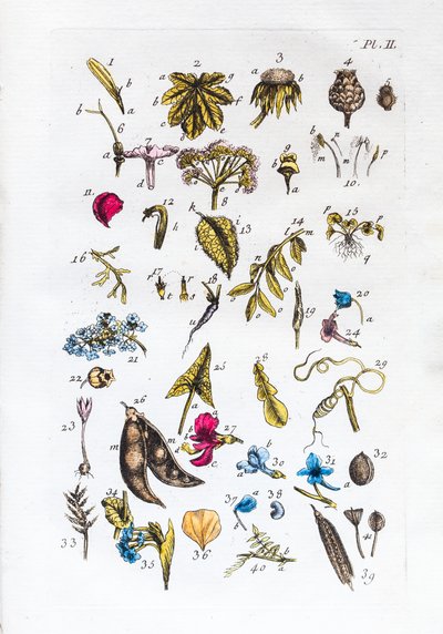 Elementär tabell över figurer och deras namn i Flora Parisiensis av Unknown artist