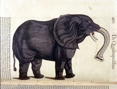 Elefant från Historia Animalium av Conrad Gesner, Tiguri 1560. Biblioteca Nazionale Braidense. Milano av Unknown artist