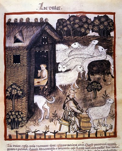 Gårdsarbete: mjölkning av får för att producera mjölk och ost. Belysning från mjölkning av medicin och diet "" Tacuinum sanitatis"" av Unknown artist