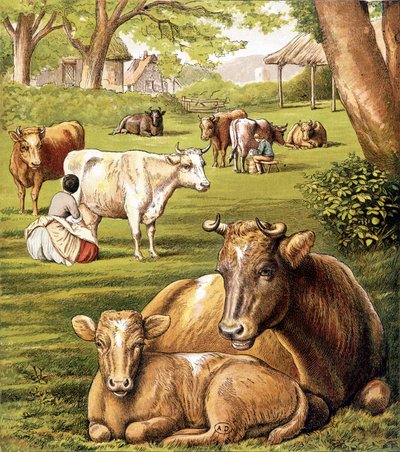 Bönder som drar mjölk. 1800-talet. av Unknown artist