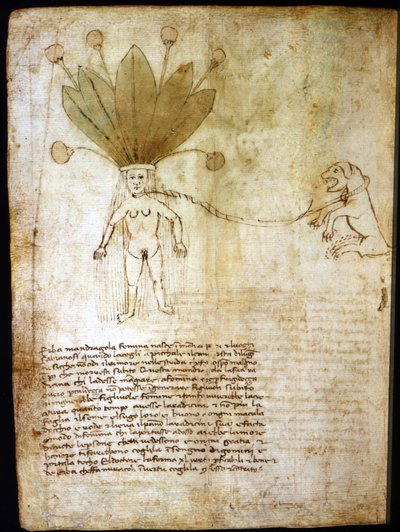 Mandrakehona, utvunnen ur en ört från 1300-talet. av Unknown artist