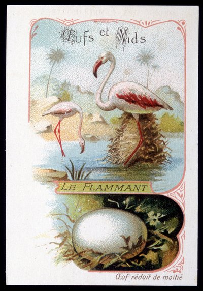 Flamingo - Ägg och bon. 1800-talets kromolitografi. av Unknown artist