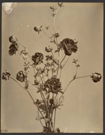 [Blommig studie] av Unknown artist