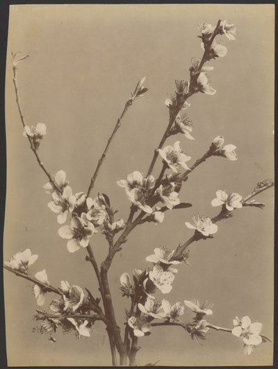 [Blomsterstudie med små vita blommor] av Unknown artist