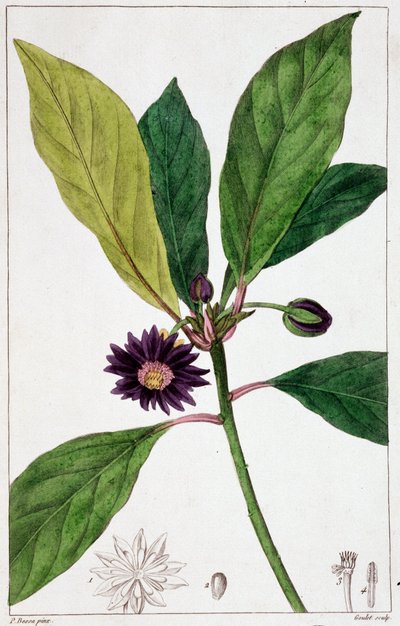 Florida Badiane - botanisk styrelse av Unknown artist