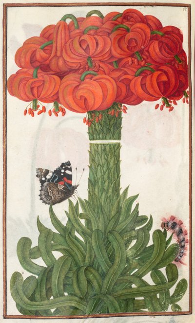 Florilegium: (sidan 18 verso) bukett med orange liljor av Unknown artist