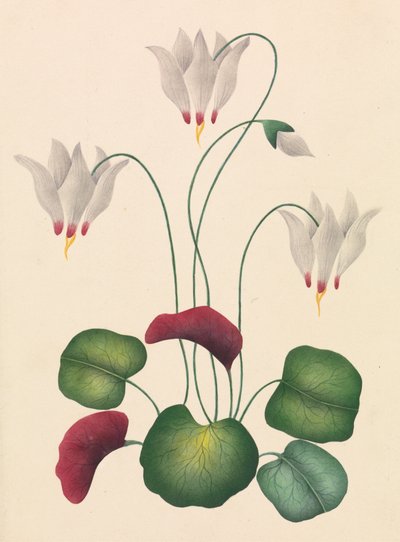 Blomma med tre blommor av Unknown artist